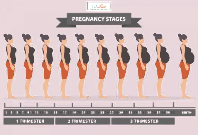 First Trimester (Weeks 1–12): Early Changes You Might Not Notice Liphook